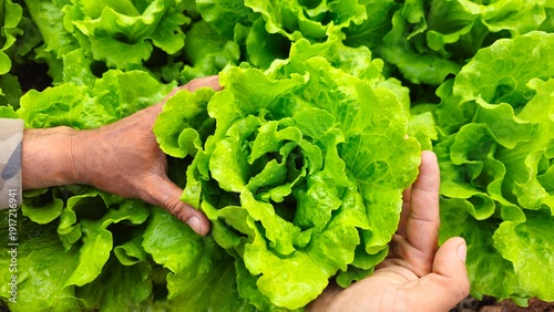 Konstfotografi Fresh green leaf lettuce growing in an organic vegetable garden
