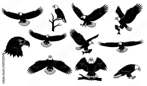 Eagle Vector Illustrations: Flying, Hunting Fish, Perched, Flat Design Graphics