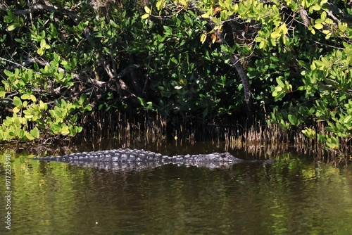 Alligator waiting in the water by the mangroves