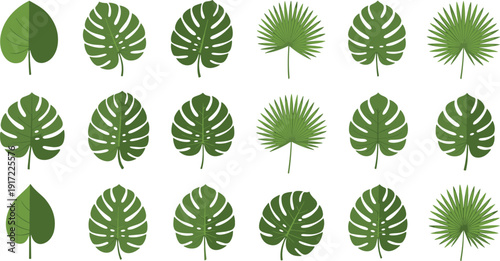 Tropical Monstera Palm Leaves and Fresh Herbal Greenery Flat Illustration Design Elements