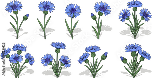 blue cornflower cluster