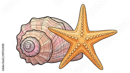 Illustration of a pink conch shell beside an orange starfish on white