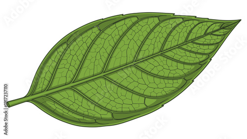Stylized green leaf with prominent veins and serrated edge on white background