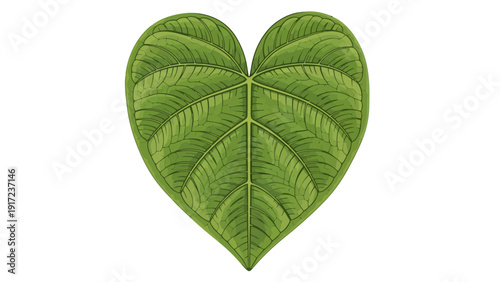 Stylized heartshaped green leaf with prominent veins on a white background
