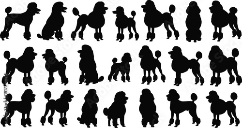 Elegant poodle dog silhouettes collection, grooming styles and standing poses isolated on white background, purebred canine illustration set
