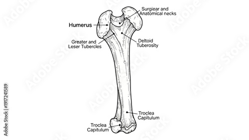 Diagram of the anterior view of the humerus bone with labeled anatomical features