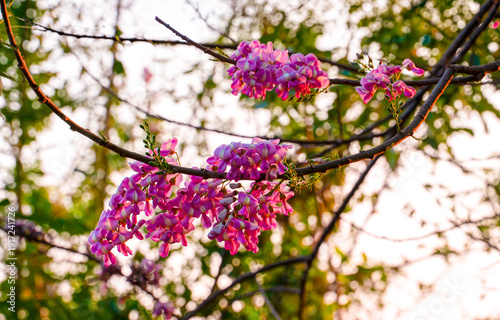 Vibrant Pink Wildflowers on Tree Branch Against Soft Sunlight