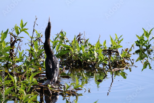 Anhinga swallowing a fish in the water amongst plants