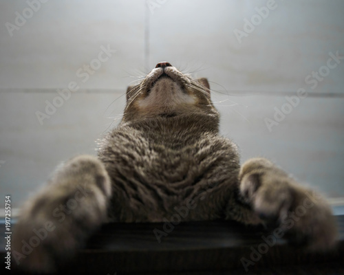Принти на полотні Low angle worm's-eye view of a tabby cat looking up curiously with paws resting
