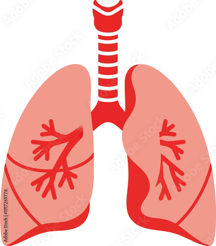 Illustration of Human Lungs with Detailed Bronchial Anatomy for Health and Medical Related Content