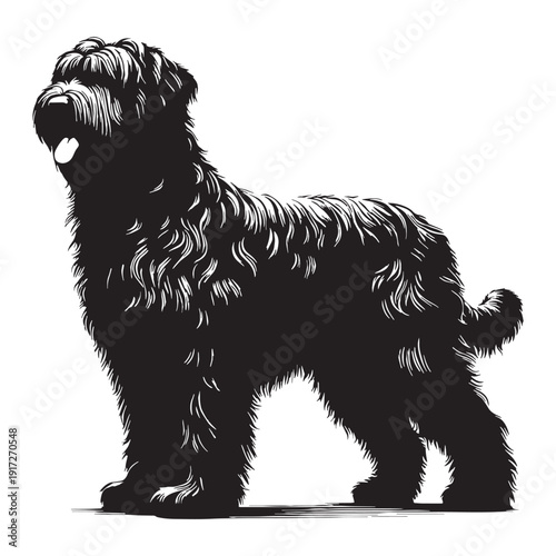 Catalan Sheepdog Loyal Herding Companion – Intelligent, Agile, Protective Farm Dog Breed with Shaggy Coat, Strong Instincts, Family Friendly Nature, Active Lifestyle Partner and Versatile Work.