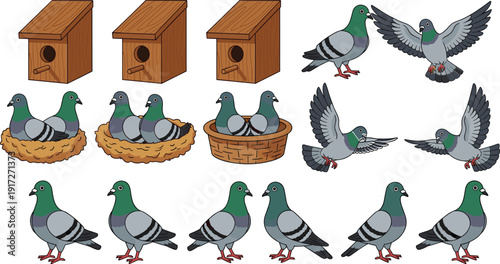 Collection of pigeons in flight, nesting in birdhouses and baskets, standing on ground, educational wildlife illustration set