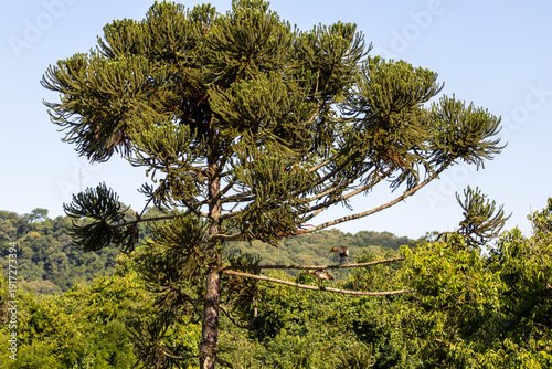 Fotografia Buff-necked ibises perched in a large araucaria angustifolia tree in Salto do Lo