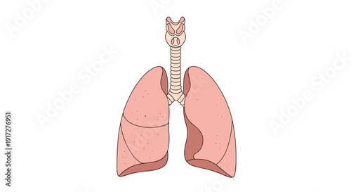 Human respiratory system illustration featuring detailed lungs and trachea anatomy isolated on a clean white background.