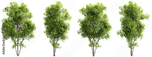 Realistic acer saccharinum silver maple tree in summer green foliage isolated on transparent background 3d rendering png