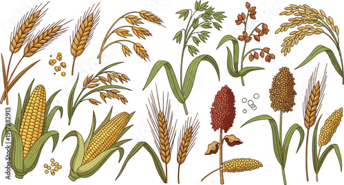 Professional vector illustration set of various grain crops featuring wheat stalks, corn, oats, barley, rice, and sorghum for agricultural and botanical branding