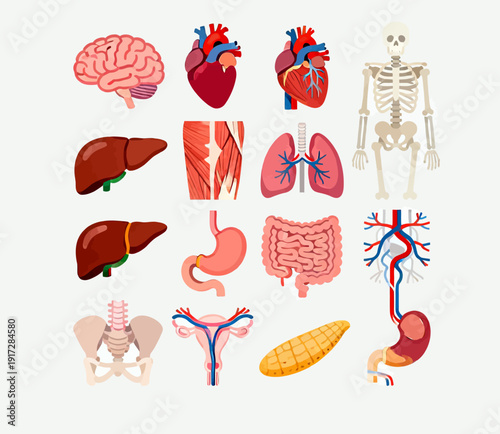 Collection of isolated detailed human anatomical organs and skeletal structures illustrating various systems for educational medical science study