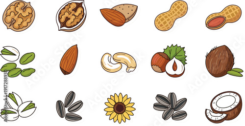 Professional hand-drawn vector set of assorted nuts and seeds featuring walnuts, almonds, peanuts, pistachios, cashews, hazelnuts, sunflower seeds, and coconut for healthy food branding