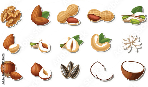 Professional vector illustration set of assorted premium nuts and seeds featuring walnuts, almonds, peanuts, pistachios, cashews, hazelnuts, and coconut for organic food branding