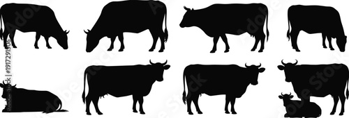 Cow silhouette collection vector illustration, farm cattle animal poses showing standing grazing and resting cows, black livestock shapes isolated on white