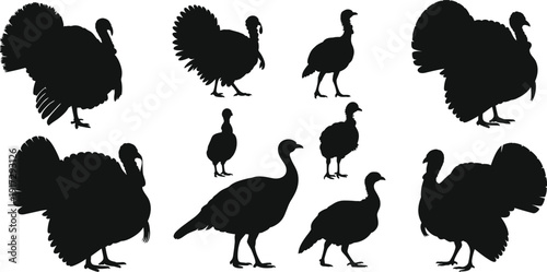 Turkey silhouette collection vector illustration, farm poultry bird poses showing male female and young turkeys, black animal shapes isolated on white