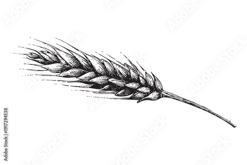 Single ripe wheat ear isolated on transparent background vector illustration vintage sketch style black and white engraving