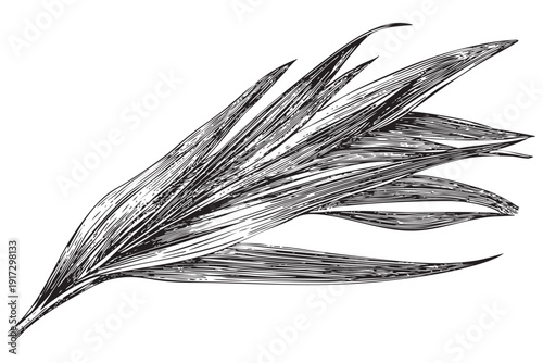 Palm leaf isolated on transparent background for your design needs vector graphic art illustration transparent
