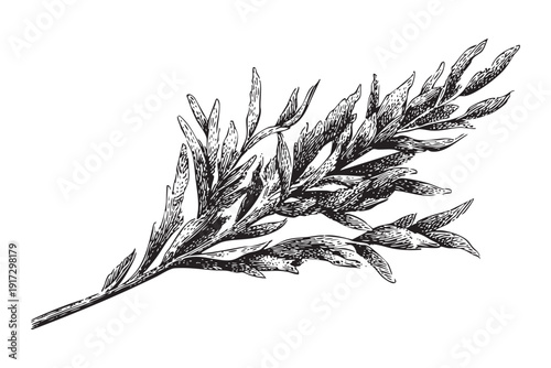 Herbal plant branch isolated on transparent background for your design needs vector graphic art illustration