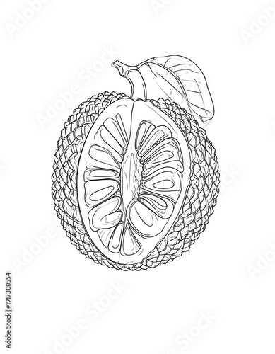 Wallpaper Mural Black and white illustration of a cut, textured fruit showing its interior. A leaf is attached. Detailed linework Torontodigital.ca