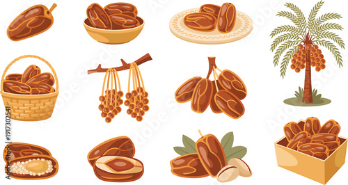 Date fruit vector set food illustration with many different styles for design elements