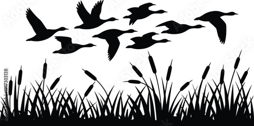Black silhouette flock of flying ducks over marsh reeds cattails grass wetland nature landscape vector illustration wildlife migration scene.