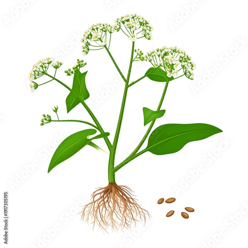 Wallpaper Mural Botanical illustration of a plant with green leaves, white flowers, and visible roots. Brown seeds are scattered nearby Torontodigital.ca