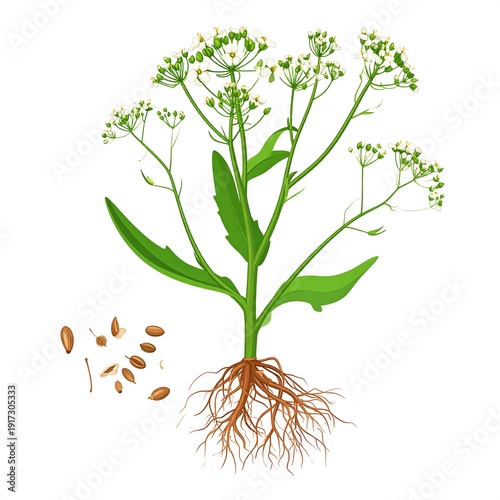 Wallpaper Mural Botanical illustration of a plant with green leaves, white flowers, brown roots, and scattered seeds Torontodigital.ca