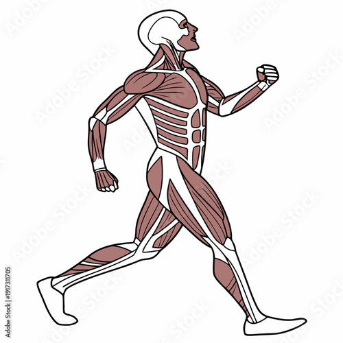 Running man muscle anatomy human body white background
