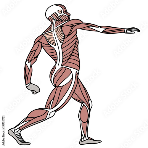 Hyper detailed showing exposed muscle anatomy human body