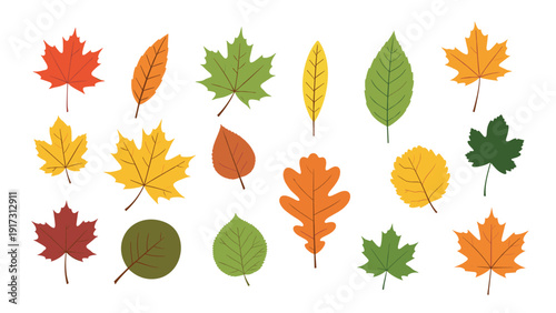 Assortment of colorful autumn leaves from various tree species like maple and oak displayed on a clean white background.