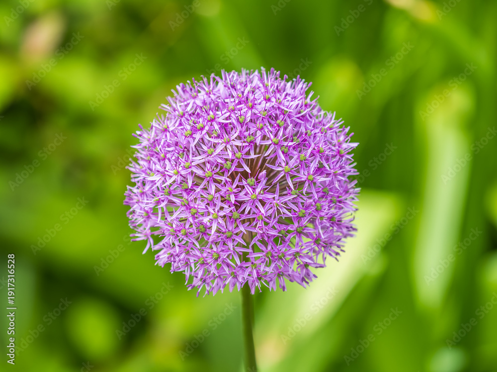 Fototapeta premium Close-up of the inflorescence of the Rosenbachian onion, Allium rosenbachianum, blooming in the garden
