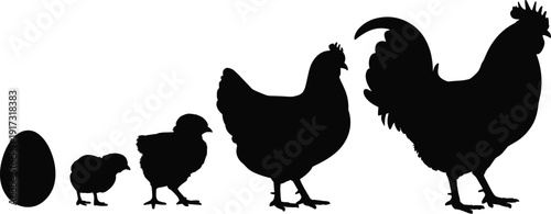 Chicken life cycle silhouette set, egg chick hen rooster growth stages isolated on white background farm poultry vector illustration