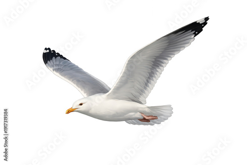 Seagull flying with wings spread, a beautiful bird in flight showing freedom and motion, clear transparent background