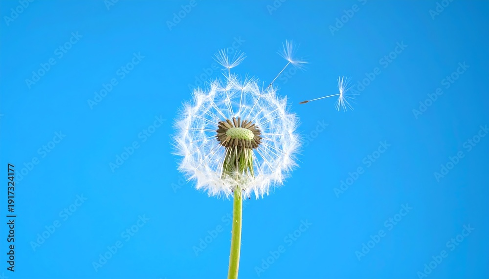 Obraz premium A dandelion with dispersing seeds against a clear blue sky