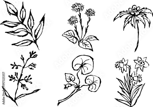 Set of black isolated herbs, flowers and leaf vector of hand drawn brush pen painted by ink. Grunge sketch drawing with black lines