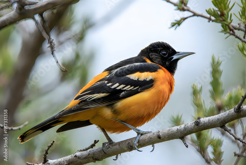 A small orange and black bird perched on a tree branch