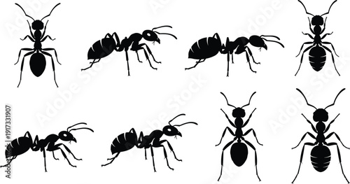 Black ant silhouettes collection isolated on white background, detailed insect vector illustration set for nature and pest control design