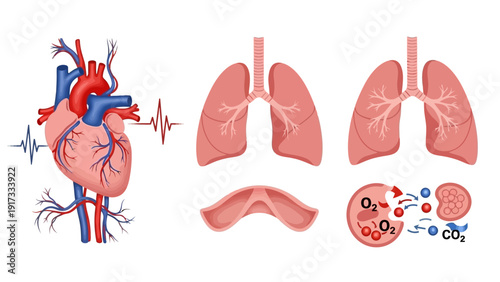 Human Heart and Lungs Anatomy Diagram.