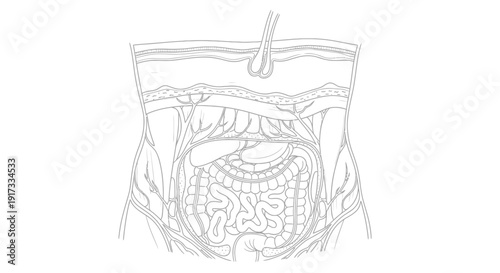 Anatomical illustration of the human abdomen with intestines and blood vessels