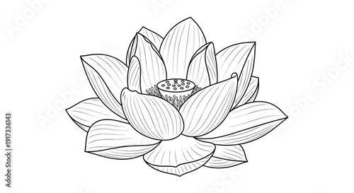 Lotus Flower Line Art Illustration 1.