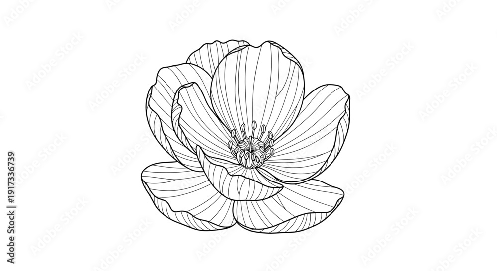 Fototapeta premium Simple Line Drawing of Flower 1.