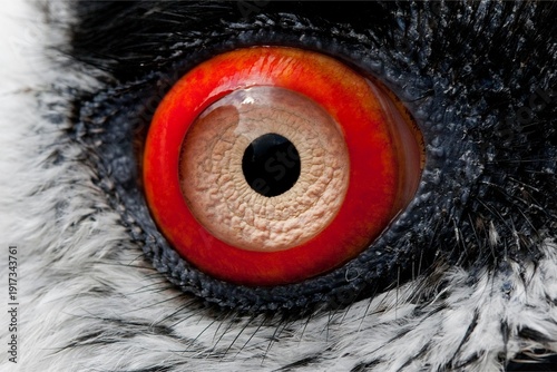 Extreme macro of a Bearded vulture’s vivid red eye with detailed iris and round pupil, framed by black and white feathers, captured head-on with sharp focus and high contrast texture.