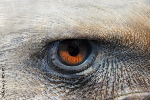 Extreme macro of a Eurasian griffon vulture’s amber eye framed by pale feathers and textured skin, captured in sharp natural light, highlighting fine detail, reflection, and focused intensity.