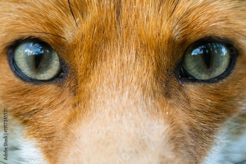 Extreme close-up of a Fox’s green eyes, centered in frame, highlighting detailed fur texture and reflective pupils in natural light, creating an intense and captivating gaze.